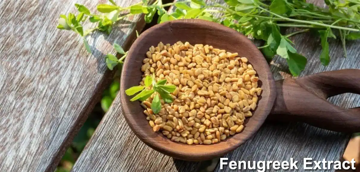 Fenugreek .jpg